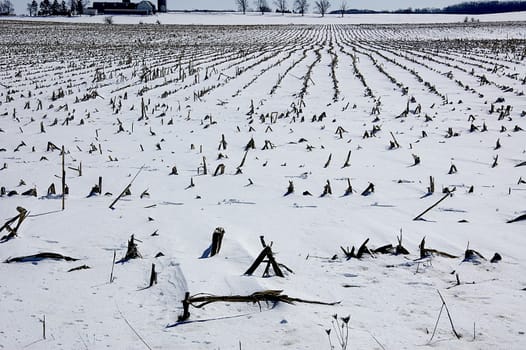 This is a field of corn stubble in the winter time.