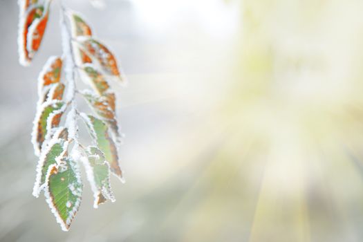 background of frozen leaves on the branch under the frost and sun