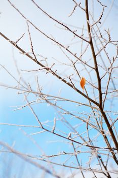 frozen branches under the frost and sky