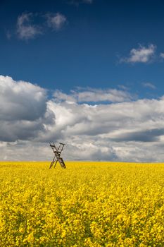 Flowers of oil in rapeseed field with hunting tower