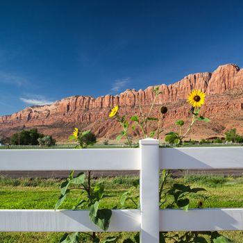 Arches National Park - sunflowers in the camp