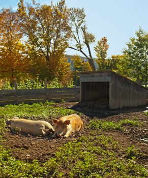 two pigs resting in the mud