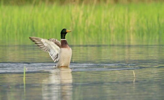 Male mallard duck shaking wings while in the water pond