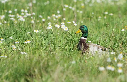 Male mallard duck walking in grassy pond between white flowers