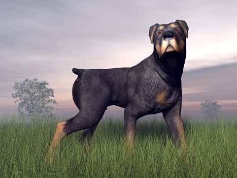 Rottweiller dog standing in the grass by cloudy weather