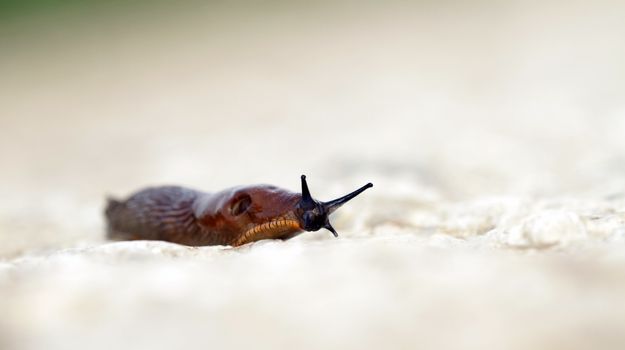 Brown slug moving slowly on ground after the rain, antenna up
