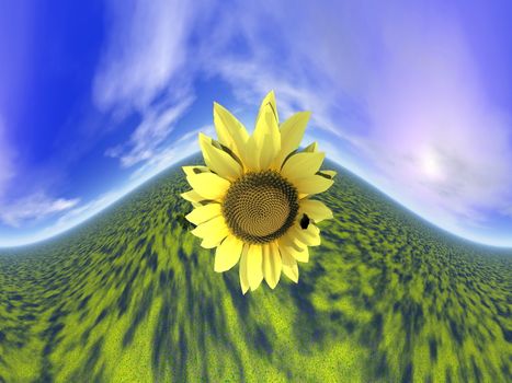 Close up on one sunflower standing out of the green grass next to sun by beautiful day, 360 degrees effect