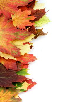 Border of Multi Colored Autumn Maple Leafs isolated on white background