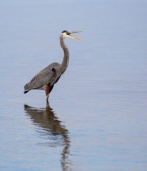 This is a Great Blue Heron squawking up a storm. It's a great greeting card cover as well as a piece to display.