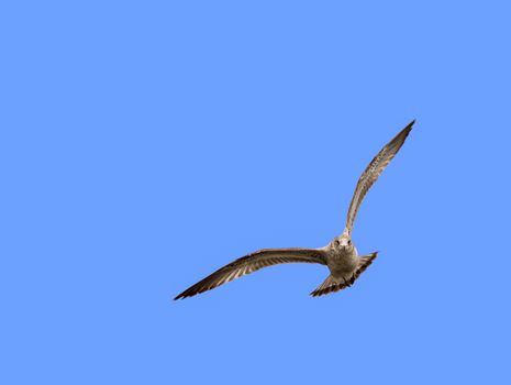 This Ring-billed Gull gives fleeting impressions of both a Snowy Owl and an Osprey as it soars overhead.