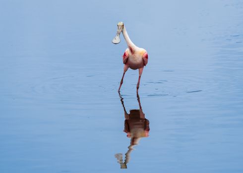 This Spoonbill was acting like a model on a runway striking one pose after another.