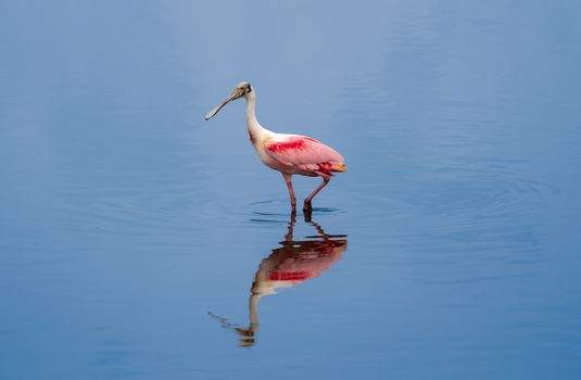 The Roseate Spoonbill is wading through wetlands in Florida.
