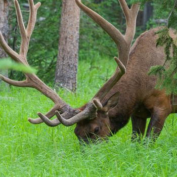 Large bull elk standing in a meadow in the woods in Yellowstone National Park
