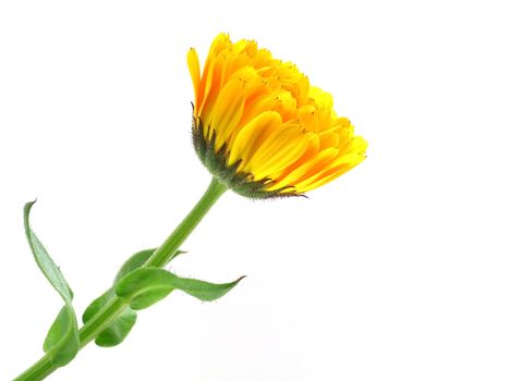 series of flowers: marigold on white background