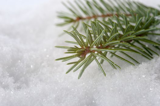 Detail of a green pine branch in the snow