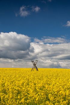 Flowers of oil in rapeseed field with hunting tower