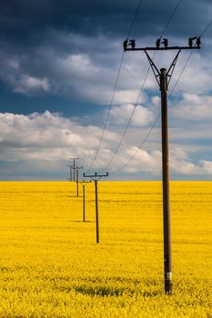 Flowers of oil in rapeseed field with high voltage power lines