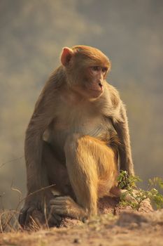 Rhesus Macaque sitting at Tughlaqabad Fort, New Delhi, India