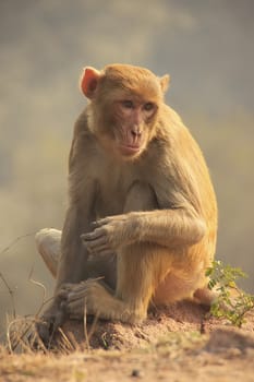 Rhesus Macaque sitting at Tughlaqabad Fort, New Delhi, India