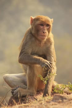 Rhesus Macaque sitting at Tughlaqabad Fort, New Delhi, India