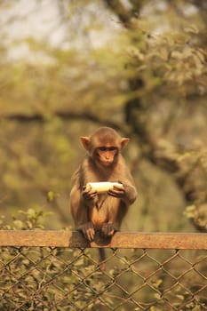 Young Rhesus Macaque eating banana, New Delhi, India