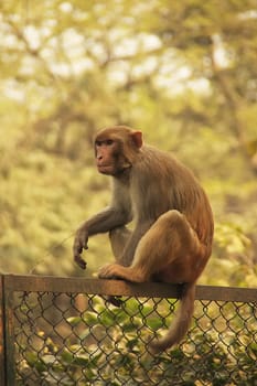 Rhesus Macaque sitting on a fence, New Delhi, India
