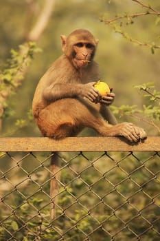 Rhesus Macaque eating an apple, New Delhi, India