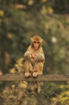 Young Rhesus Macaque sitting on a fence, New Delhi, India