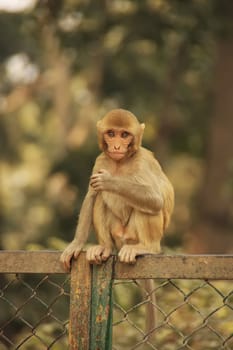 Young Rhesus Macaque sitting on a fence, New Delhi, India