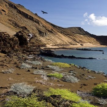 Volcanic landscape on the island of Bartolome in the Galapagos Islands in Ecuador. The bird is a Galapagos Hawk - Buteo galapagoensis.