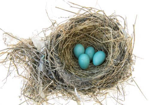 Robins nest with 4 eggs in it. Isolated on a white background