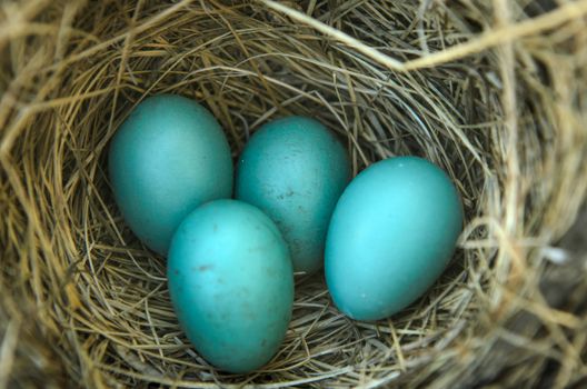 Close-up of a robins nest with 4 eggs in it.