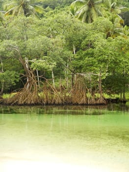 Mangrove trees at Rincon beach, Samana peninsula, Dominican Republic