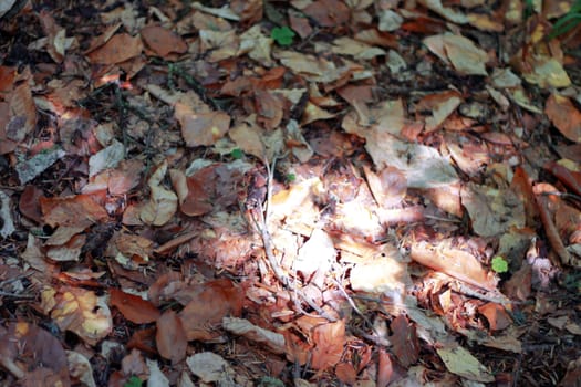 Yellow fallen autumn leaves on the ground
