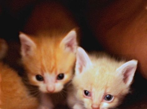 Cute newborn baby kittens sitting in the house