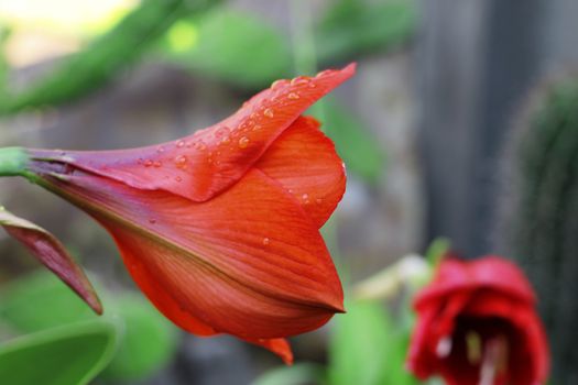 Blooming red amarilis and water drops after rain