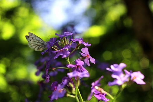 Butterfly on the blue flower on the summer meadow