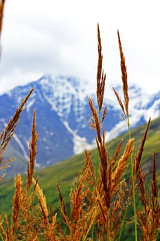 Ears of yellow grass growing on the meadow