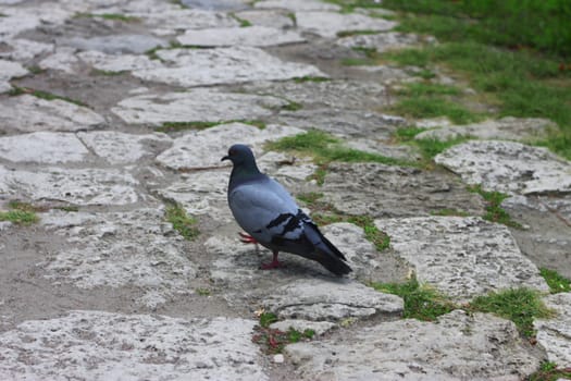 Grey pigeon walking on the stone road