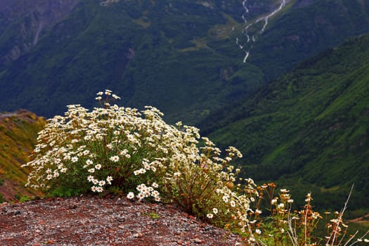 Caucasus mountain landscape and bush of camomiles