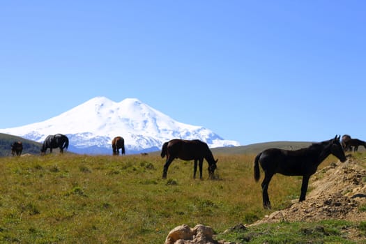 Horses on the summer autumn caucasus meadow