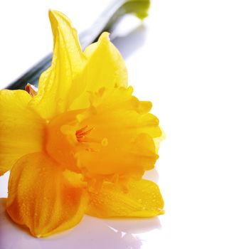 Yellow flower of a narcissus. Narcissus flower. Yellow flower. Flower on a white background. Spring flower.