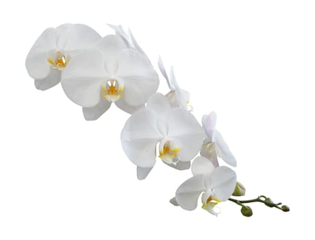 White orchid flower isolated on white background