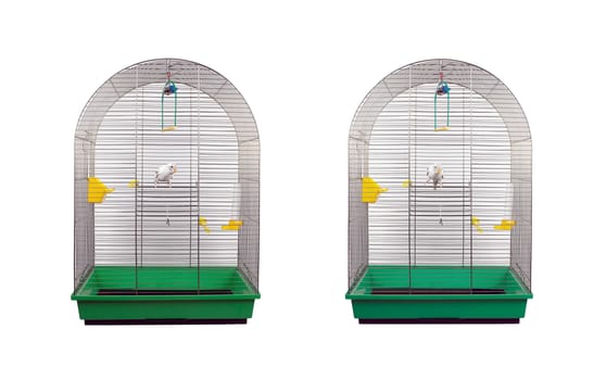 White wavy parrot in a metal cage, isolated on white background