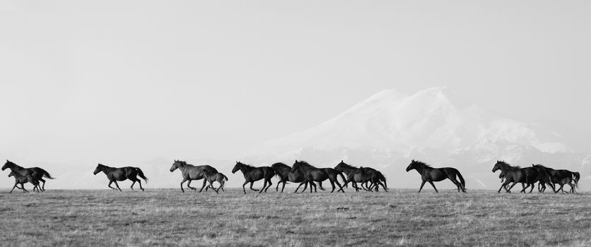 Herd of horses on a summer pasture. Elbrus, Caucasus, Karachay-Cherkessia