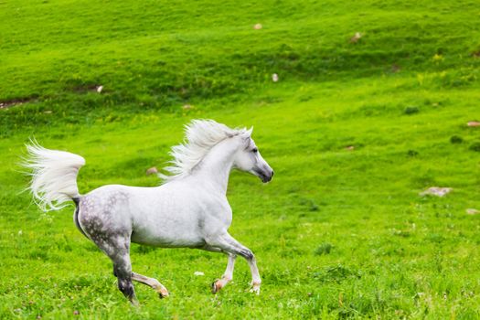 Gray Arab horse gallops on a green meadow