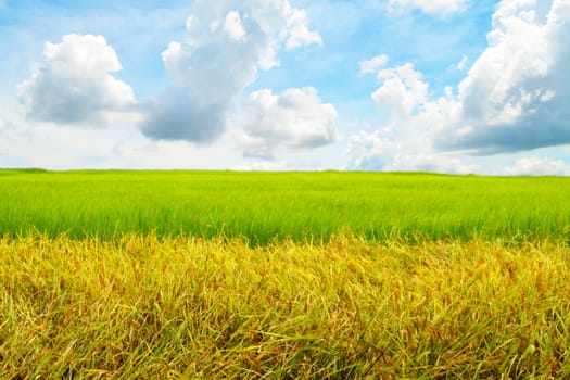 Wide Rice fields in blue sky with clouds.