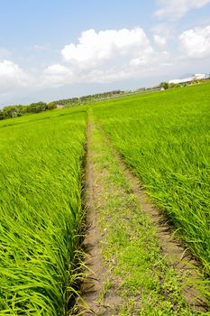 Rice farm with path in the country, Hualien, Taiwan, Asia