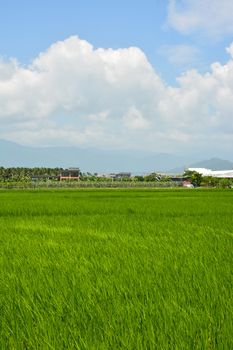 Rice farm in the country, Hualien, Taiwan, Asia