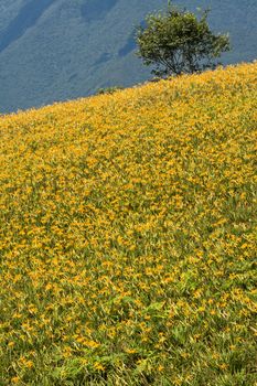 Field of tiger lily flowers.